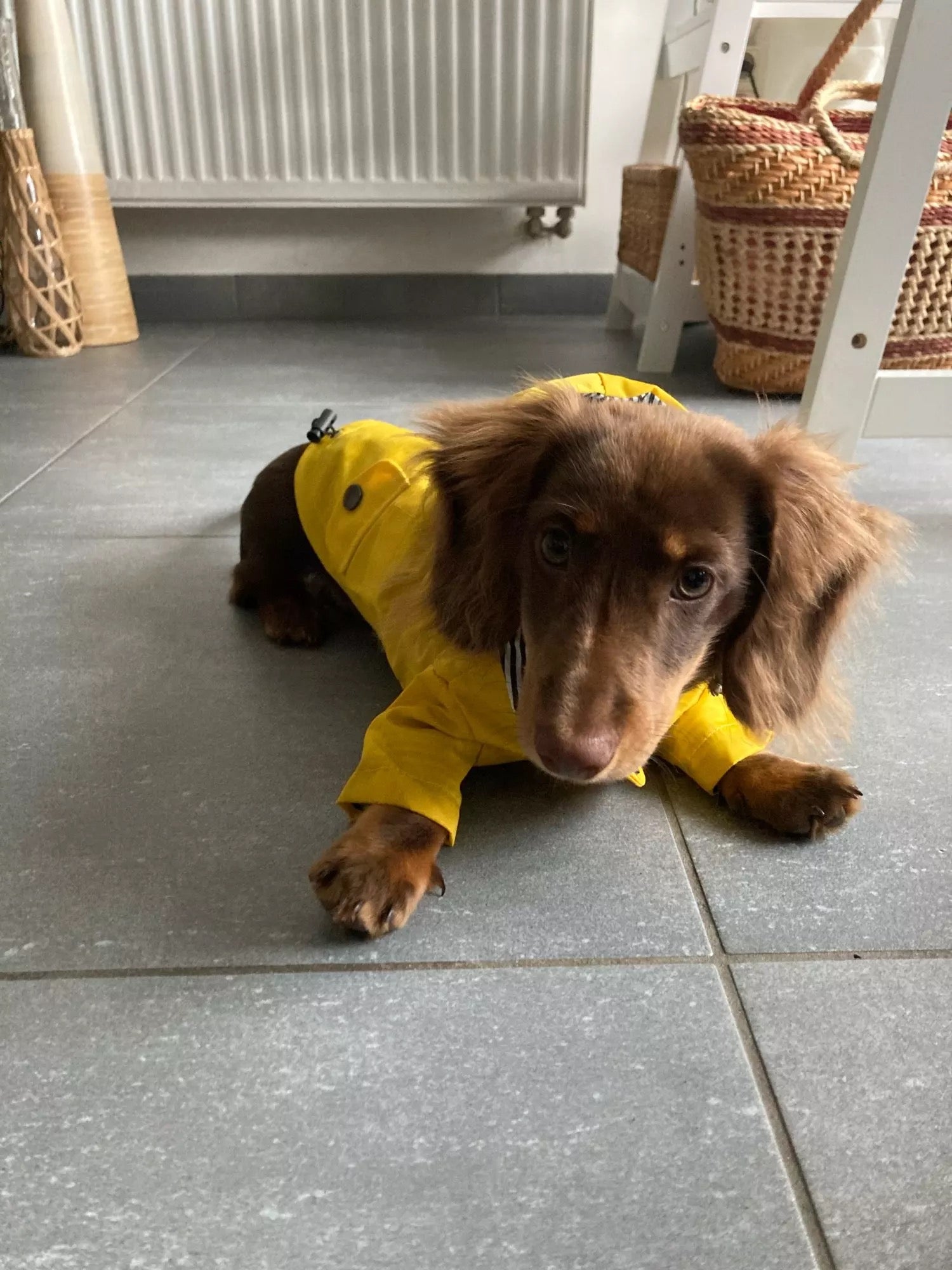 yellow dog raincoat for dachshunds