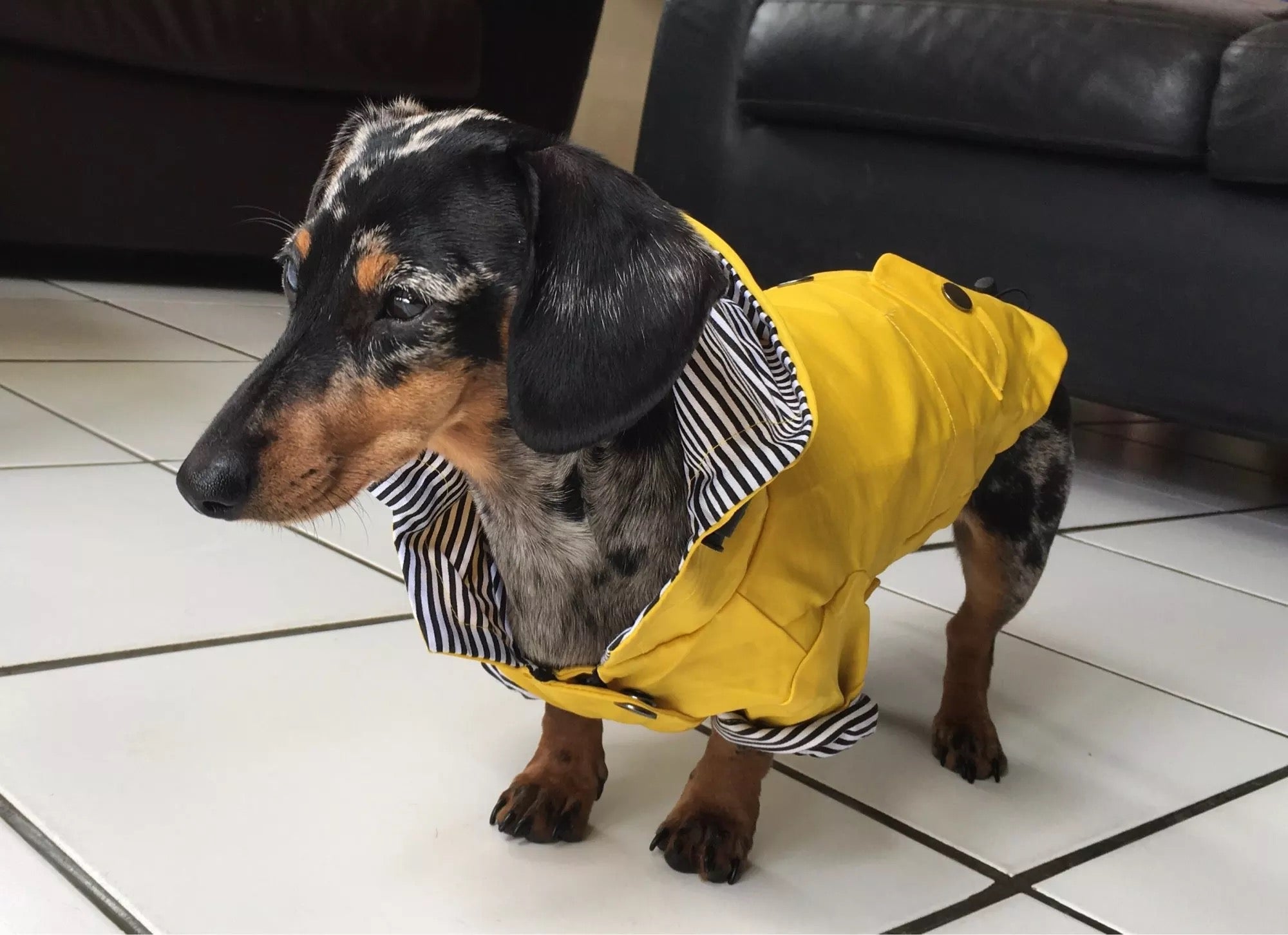 yellow dog raincoat for dachshunds