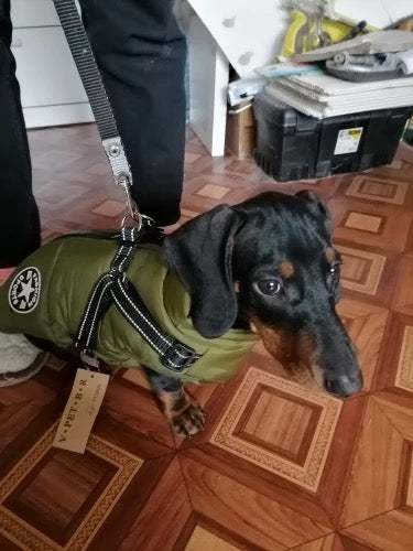 dachshund dog jacket with harness vest green