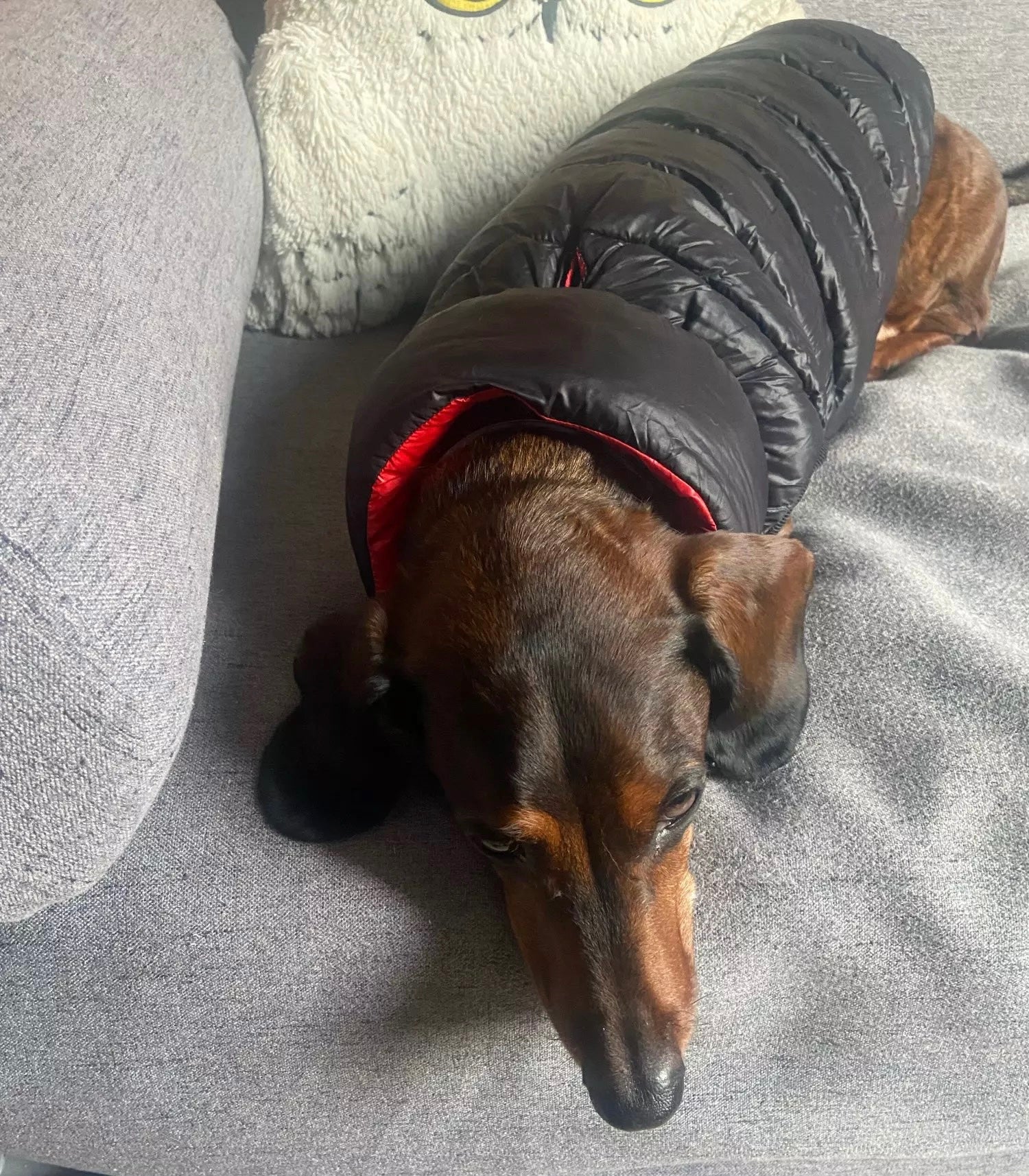 Dachshund Dog Reversible Puffer Jacket