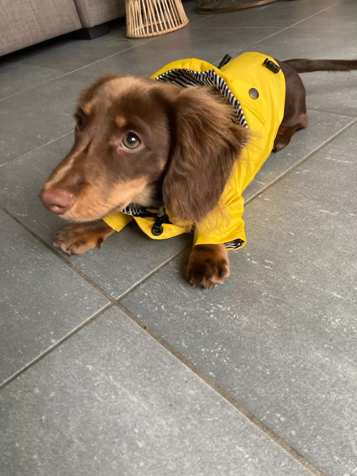 yellow dog raincoat for dachshunds