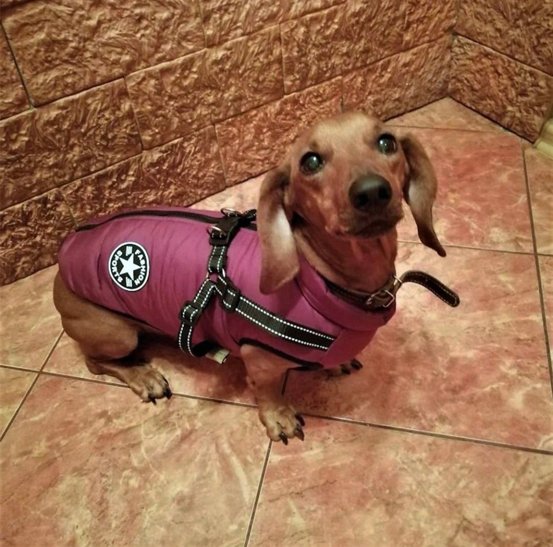 dachshund dog jacket with harness vest dachplanet