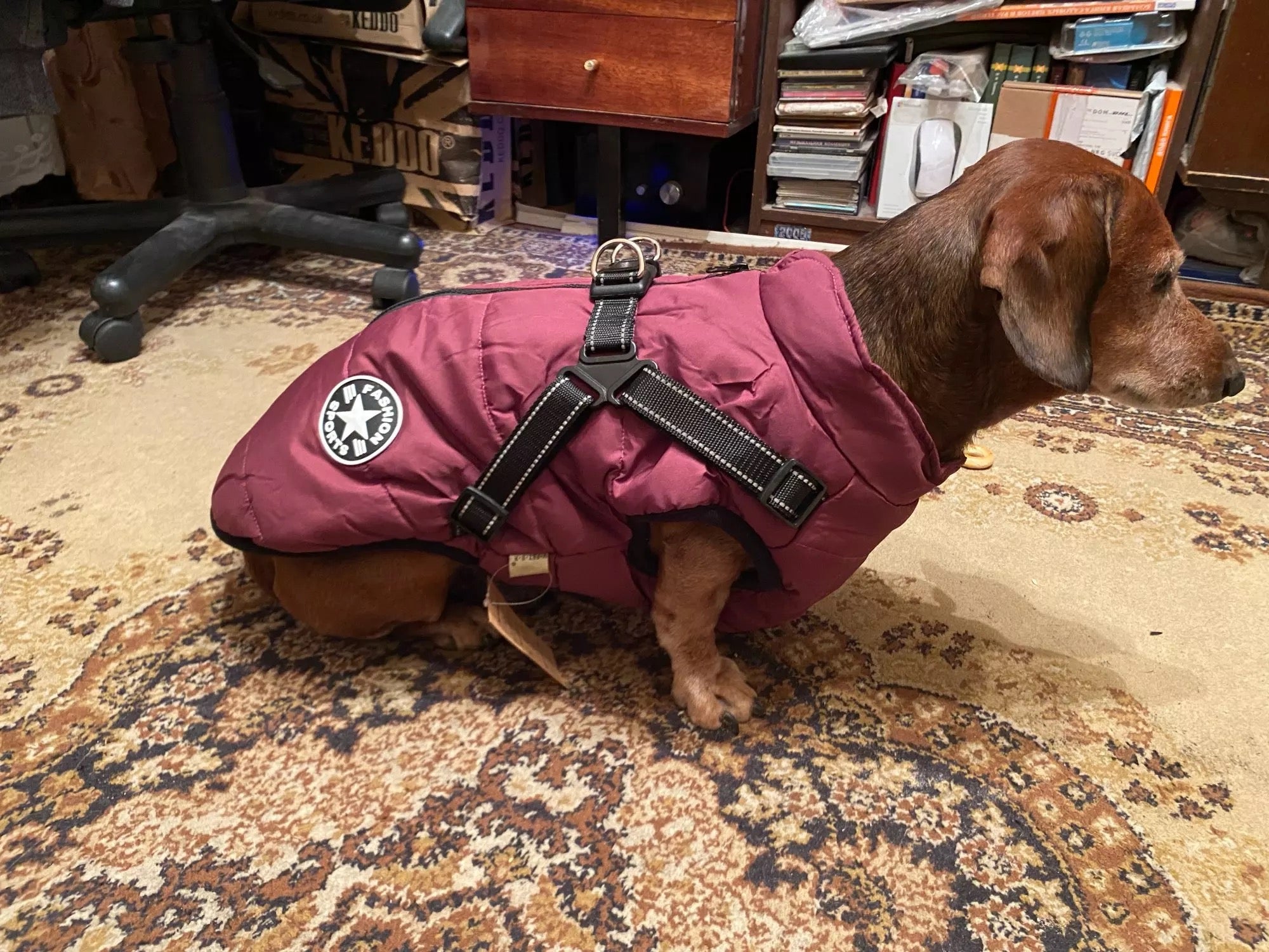 dachshund dog jacket with harness vest purple