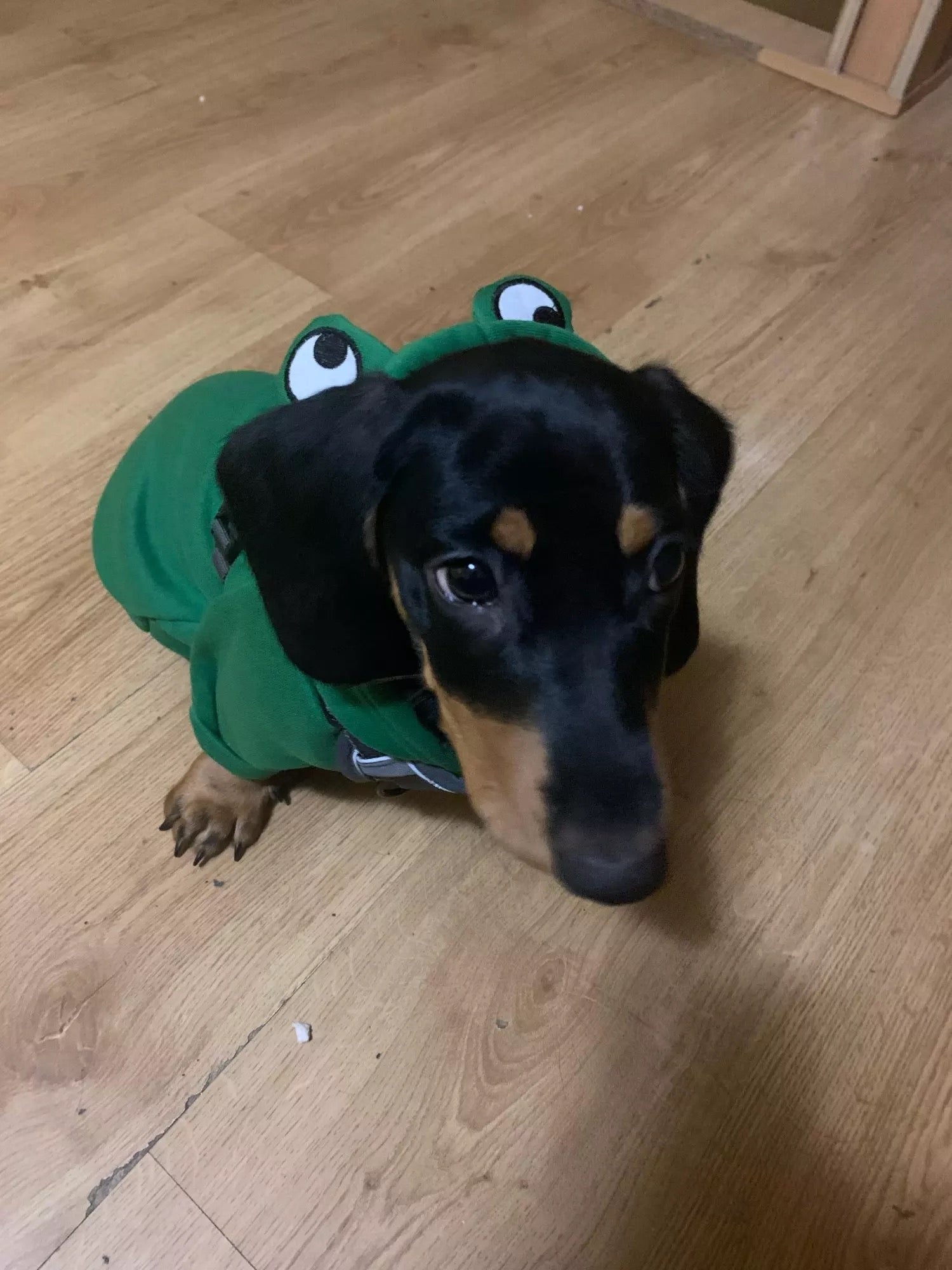 Frog Dachshund Dog Hoodie