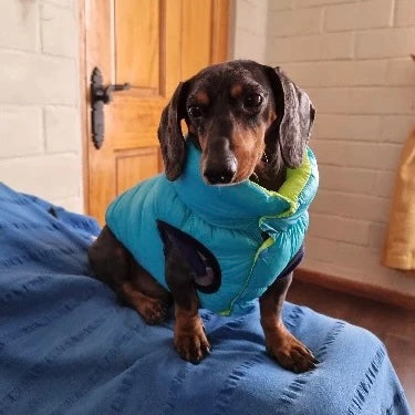 Dachshund Dog Reversible Puffer Jacket