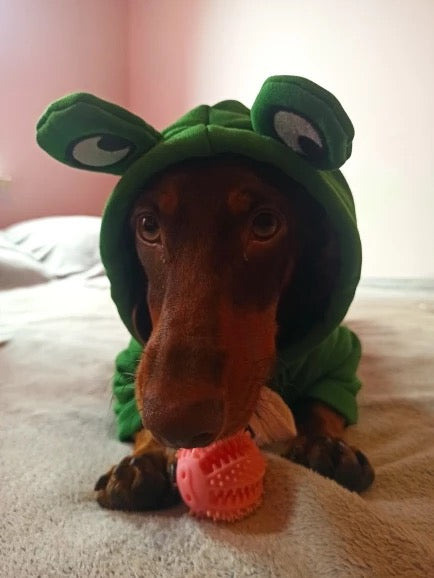 Frog Dachshund Dog Hoodie