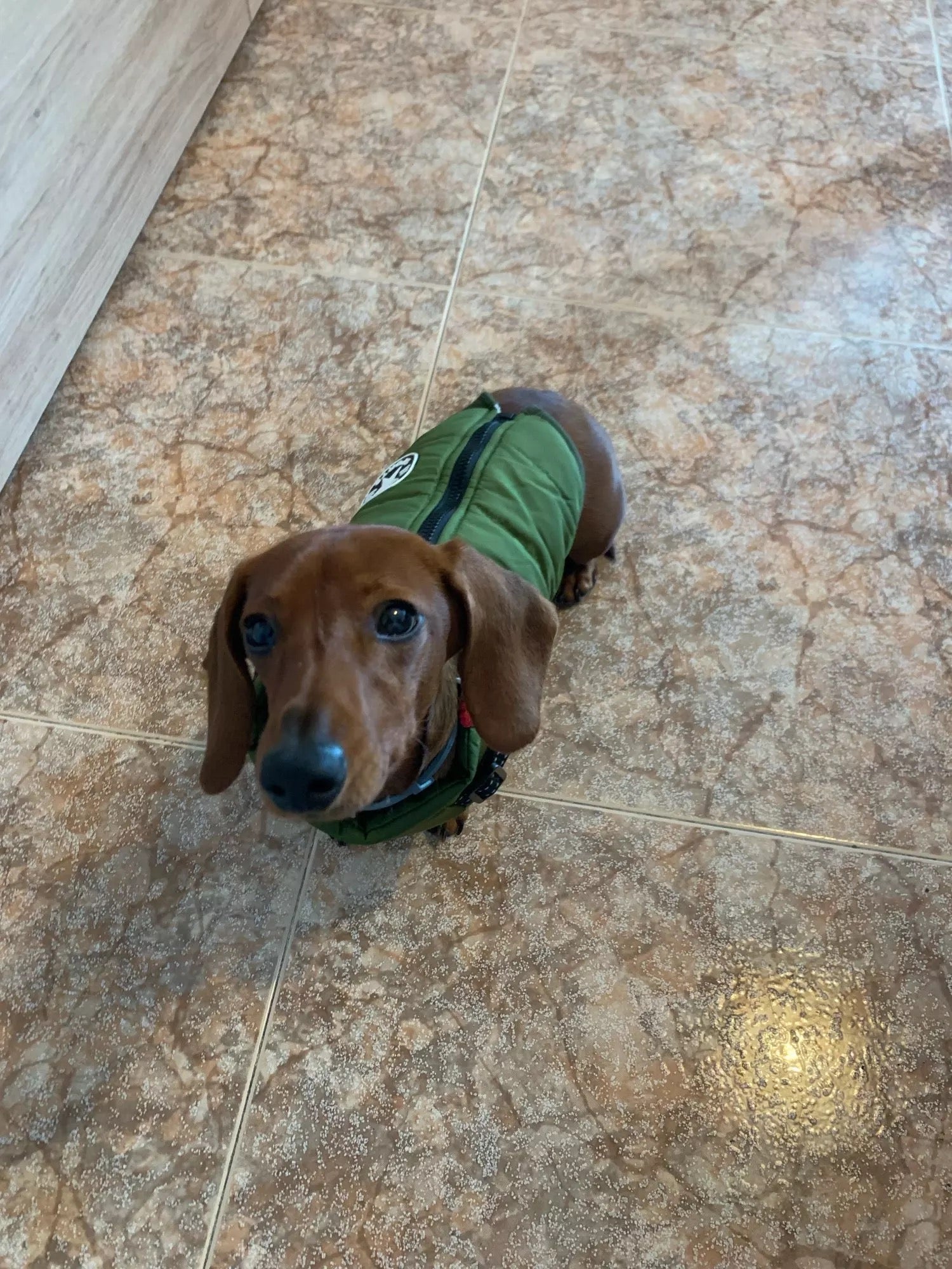 dachshund dog jacket with harness vest green