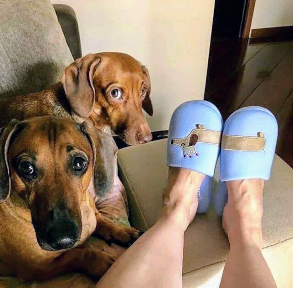 dachshund dog plush slippers woman