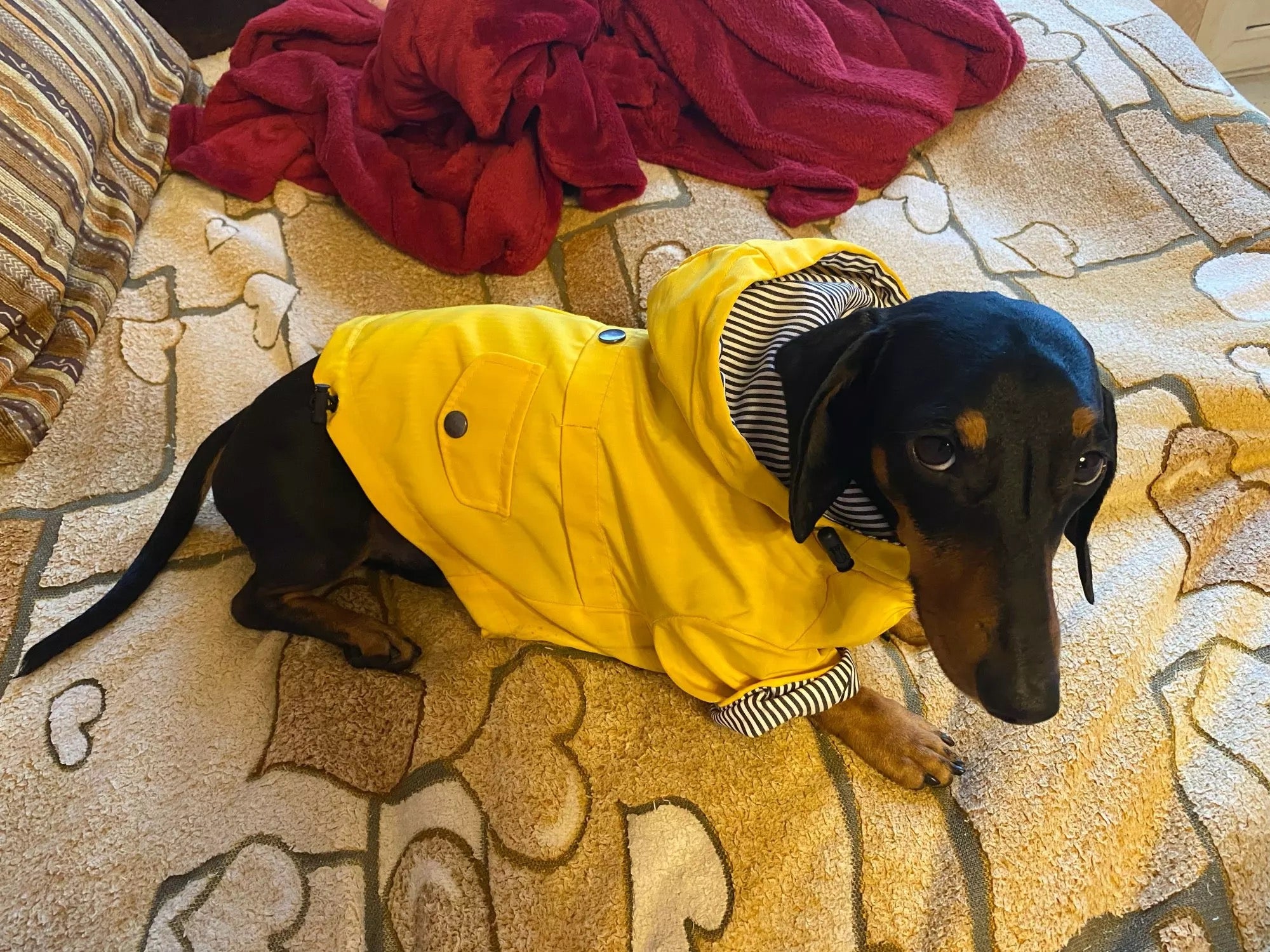 yellow dog raincoat for dachshunds