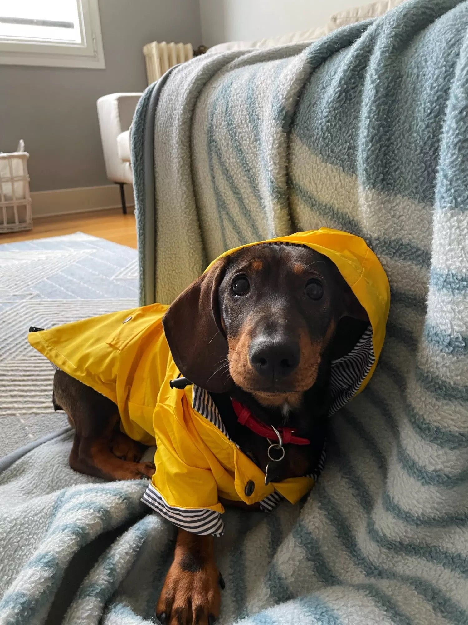 yellow dog raincoat for dachshunds