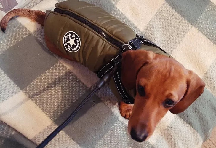 dachshund dog jacket with harness army green