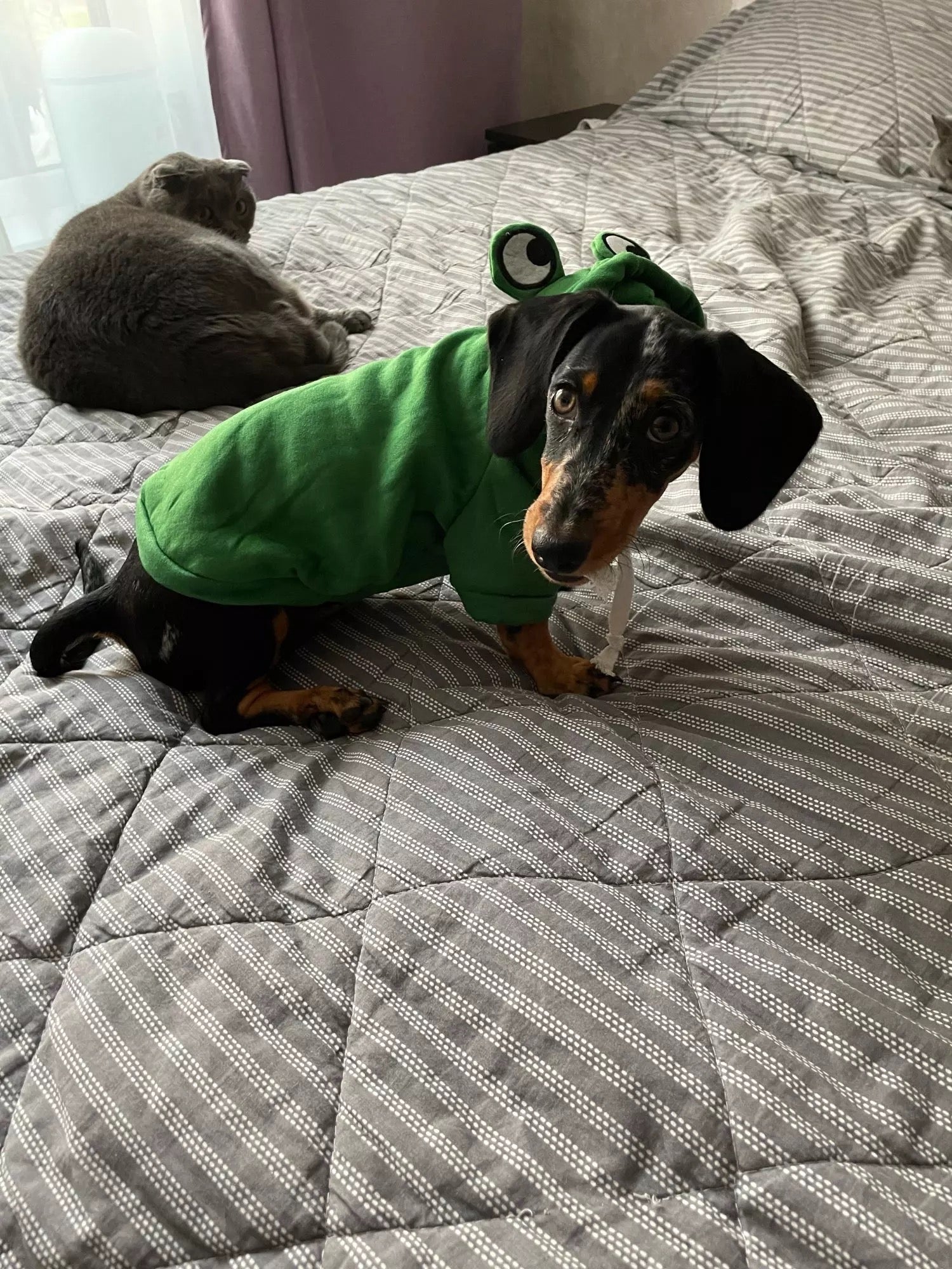 Frog Dachshund Dog Hoodie