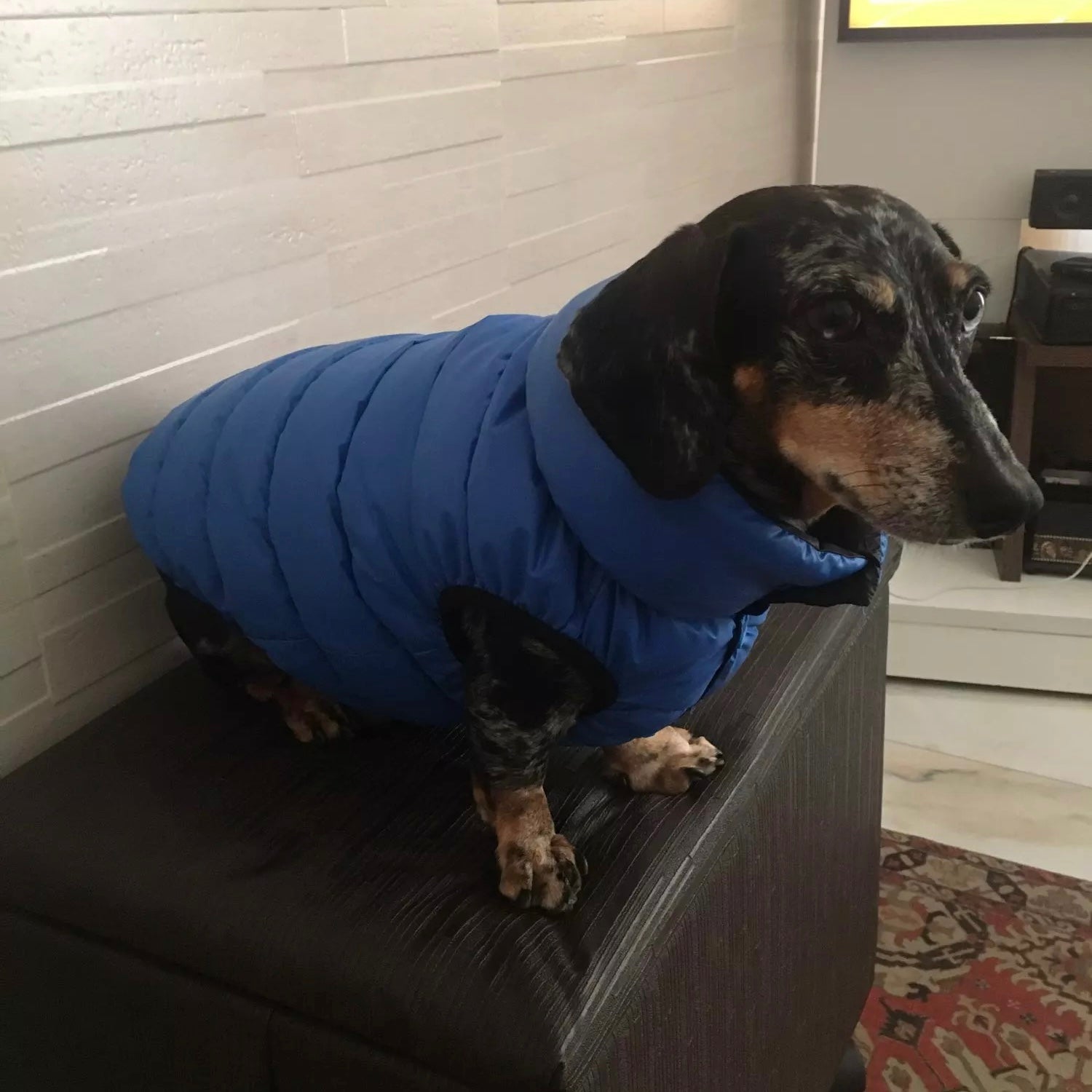 Dachshund Dog Reversible Puffer Jacket