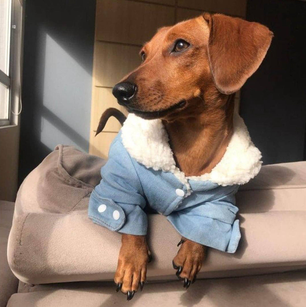 dachshund dog winter denim jacket dach planet