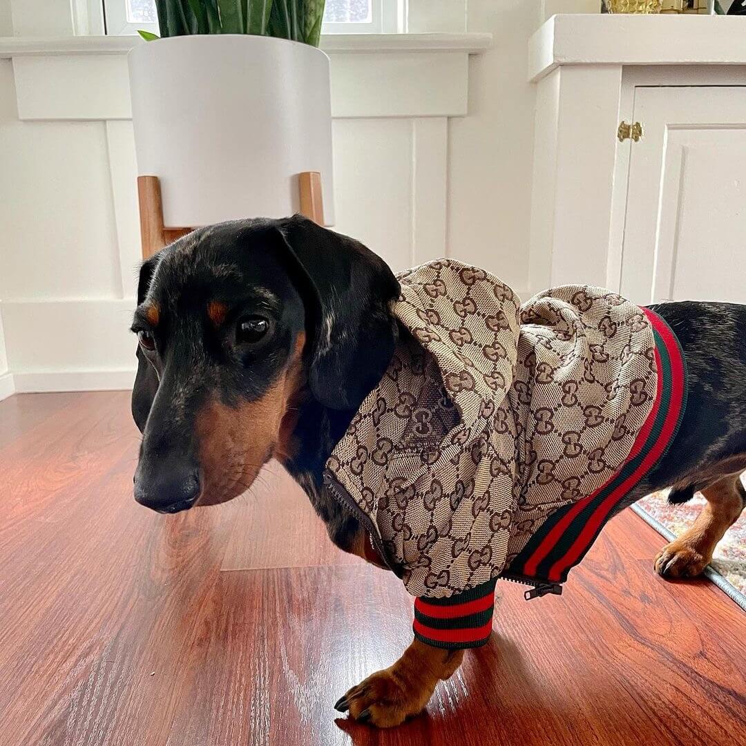 Luxury GG Designer Dog Jacket