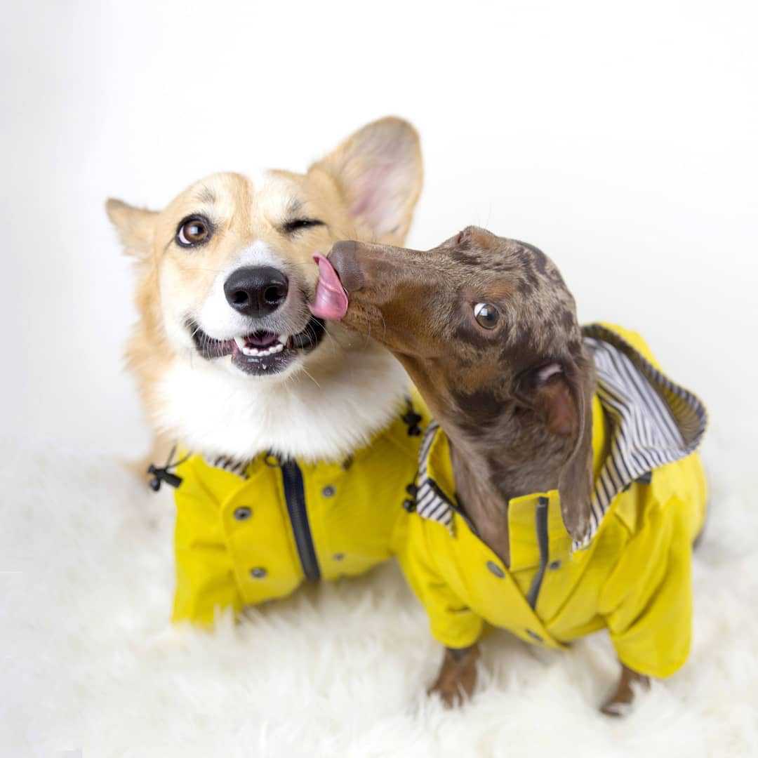 dachshund yellow dog windbreaker