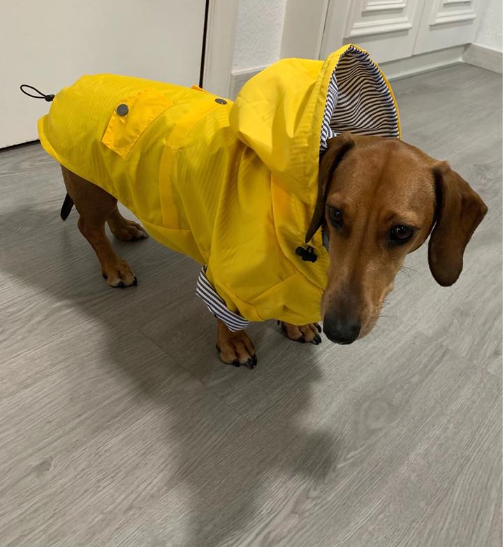 yellow dog windbreaker for dachshunds