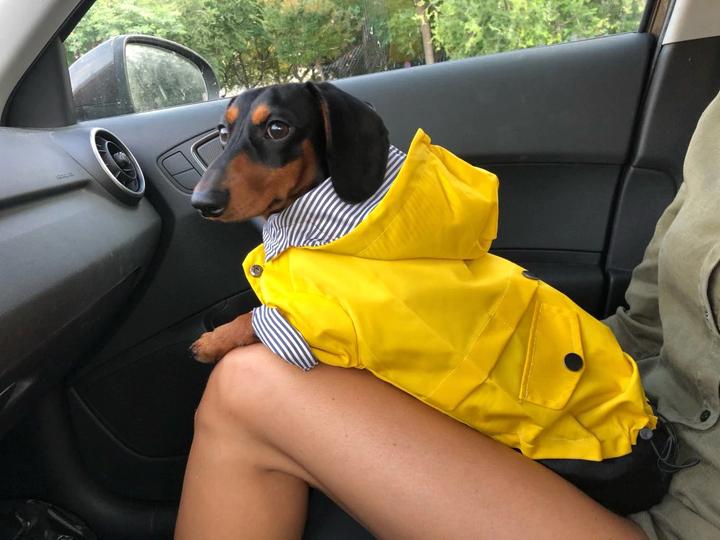 yellow dog raincoat for dachshunds