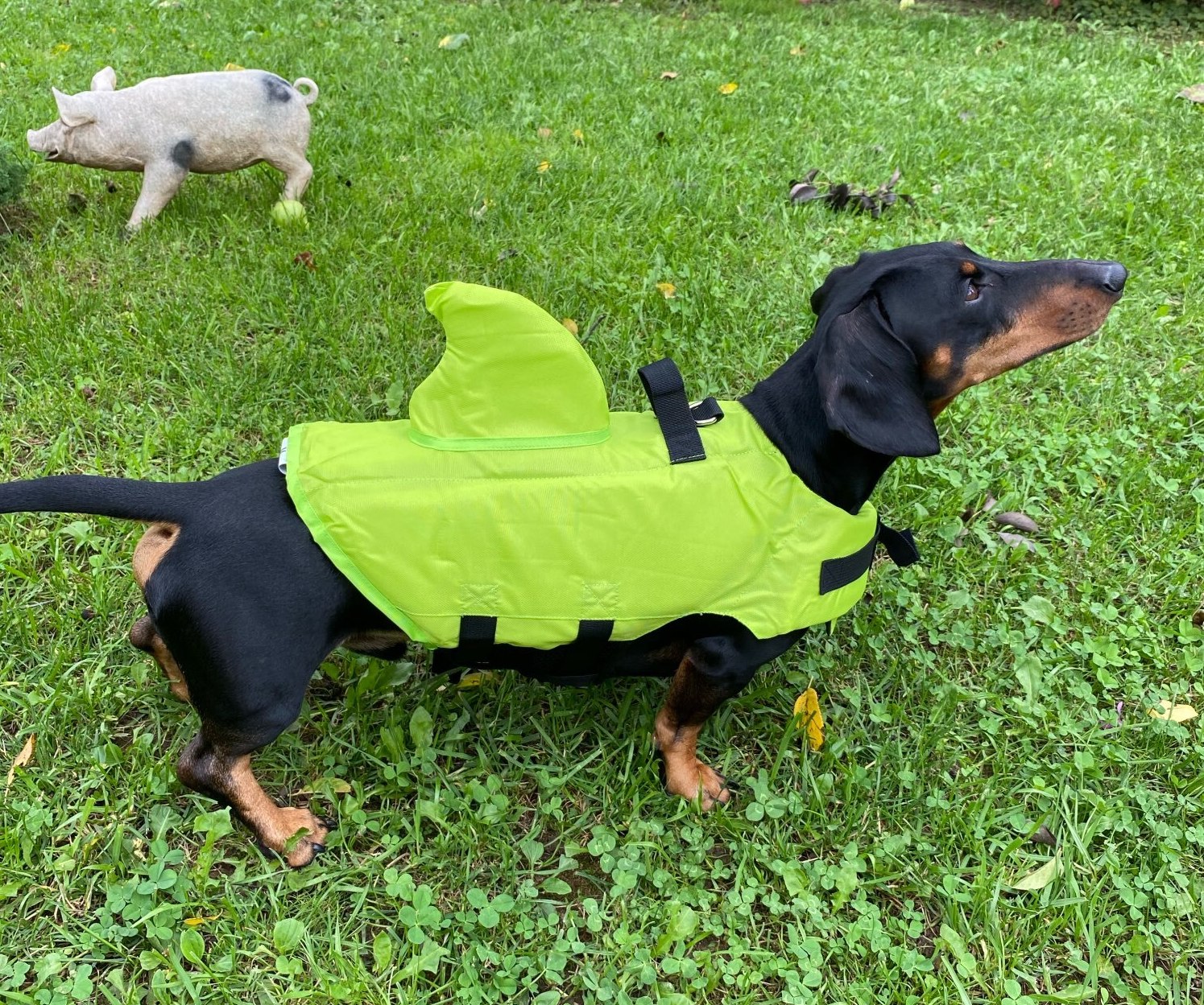 shark dog life jacket dachshund