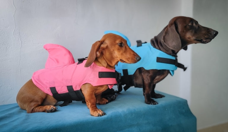 shark life jacket for dogs dachshund