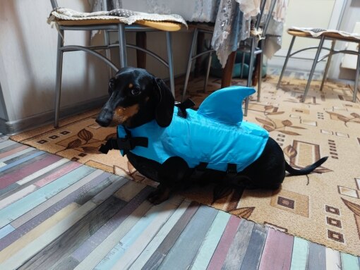 shark dog life jacket dachshund