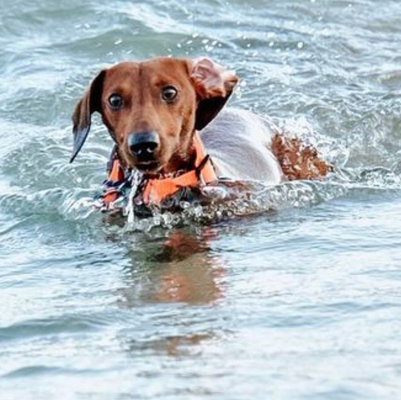 shark dog life jacket dachshund