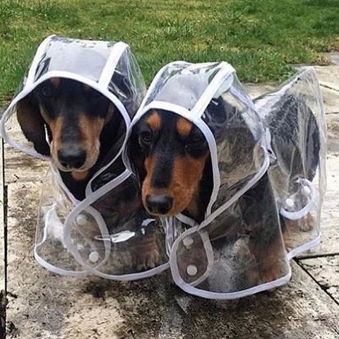 raincoat for dachshund